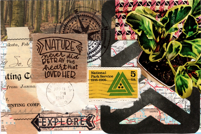 Love Forest Postcard